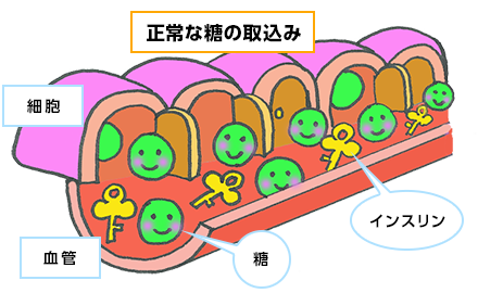 正常な糖の取込み