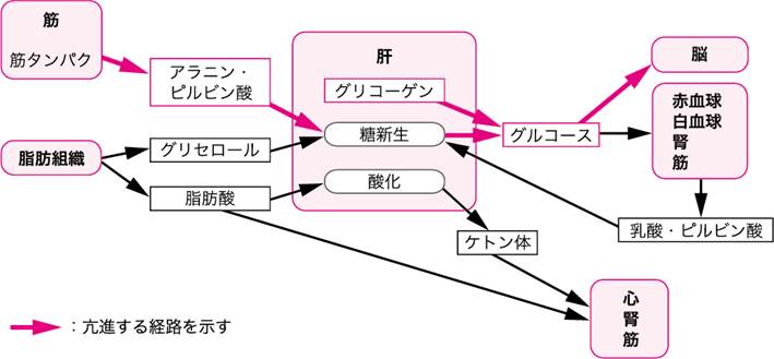 図Ⅰ●飢餓初期の代謝の変化