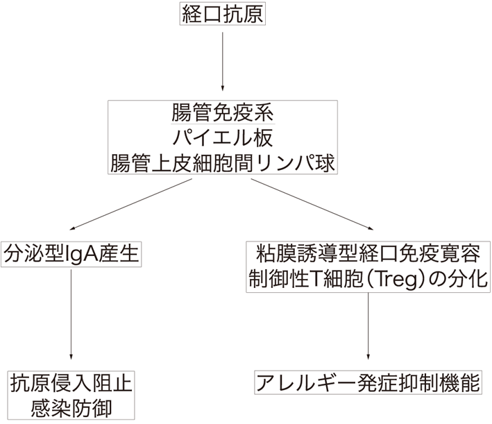 図Ⅰ腸管免疫系